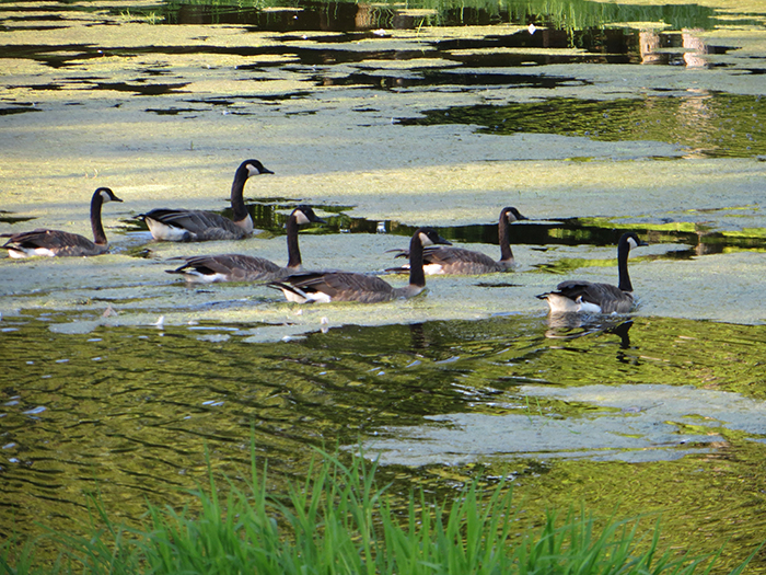 Image of Canada geese in the pond at Der Happy Hallow