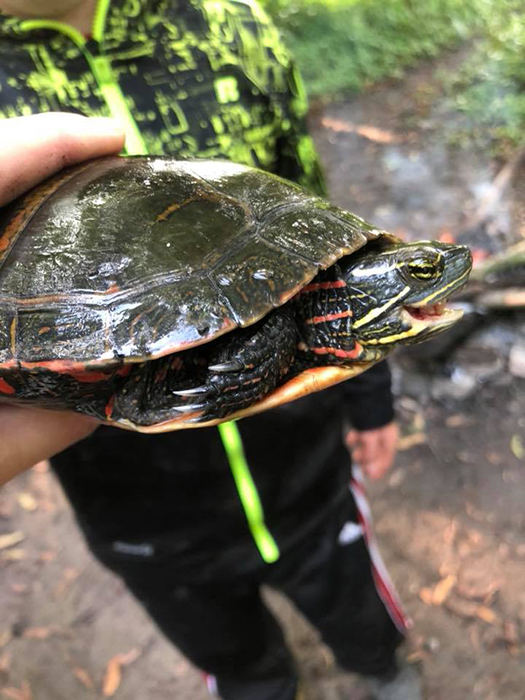 Image of a turtle